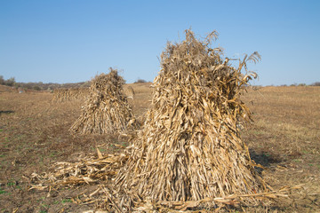 Close up of haystack on autumn field.