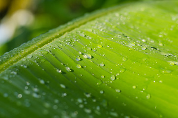 Banana leaf and raindrop-01