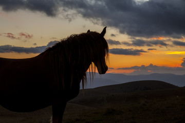 Silhouette di un cavallo nero in montagna. Luce del tramonto arancione, nuvole sullo sfondo