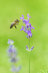 Fly bee and Lavender flower