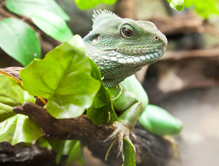 Chinese water dragon