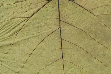 Naklejka na ściany i meble dried leaf texture background