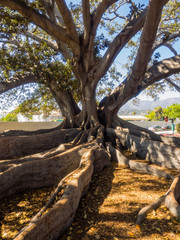 Santa Barbara's Moreton Bay Fig Tree