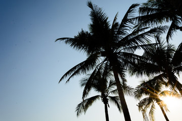 Obraz na płótnie Canvas silhouette coconut trees