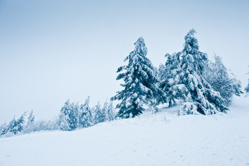Firs in snow, Winter Landscape
