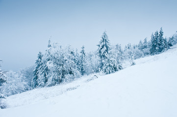 Fototapeta na wymiar Firs in snow, Winter Landscape
