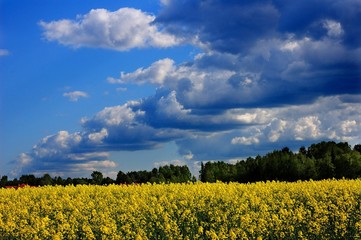 Field of blooming alfalfa, Russia, near Moscow