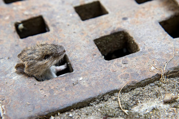 mouse peeking out of the canal