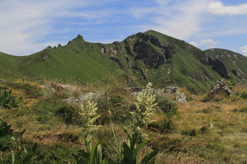 Sancy avec premier plan de vératre blanc, Auvergne