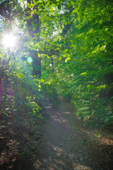 Forest path with sunlight