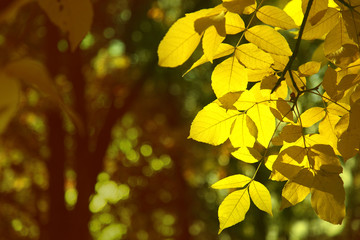 Fototapeta premium dry autumn leaf stuck in forest
