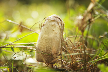 small mushroom in the forest