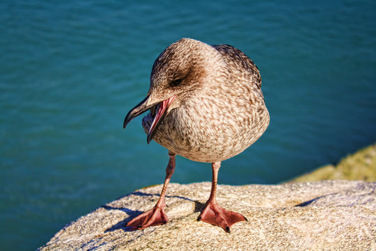 Gaivota sobre as rochas com o mar de fundo.