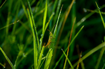 Green grasshopper on grass. 