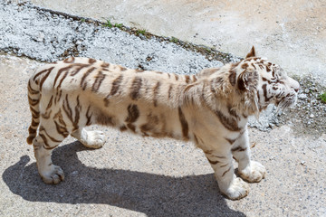 Tigre de Bengala blanco. Panthera tigris.
