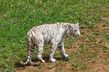 Fototapeta na wymiar Panthera tigris. Tigre de Bengala blanco. 