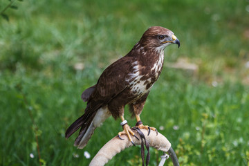 Ratonero Común. Busardo. Buteo.
