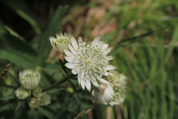 flore de montagne