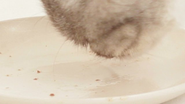 Cat Eating In Almost Empty Plate