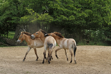 Przewalski-Fohlen in Aktion