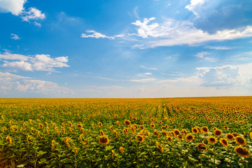 sunflower in a field agricultural farm
