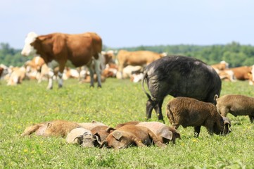 Pigs and cows on the farm