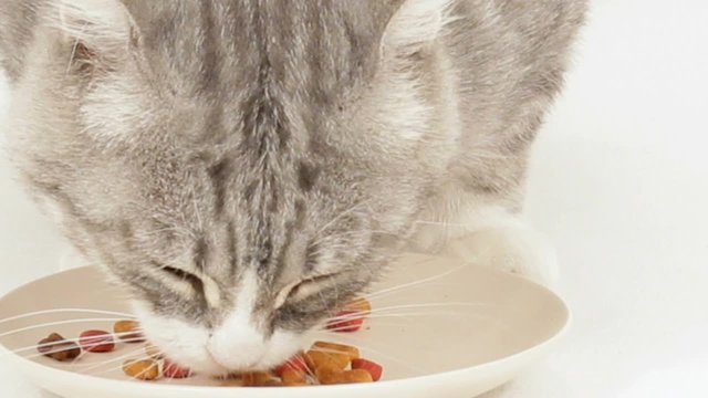 The Cat Eats Greedily Canned Fish Food