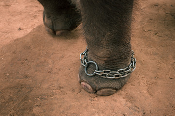 Elepahnt feet chained