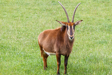 Antílope Sable. Hippotragus niger.
