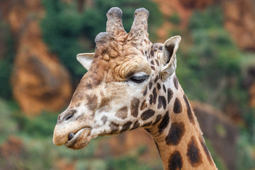 Cabeza de Jirafa. Giraffa camelopardalis.
