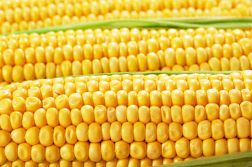 Corn