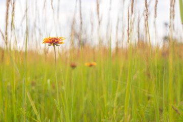 yellow flower in the green grass.