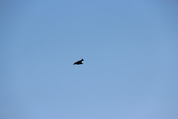 Vautours de la Rhune