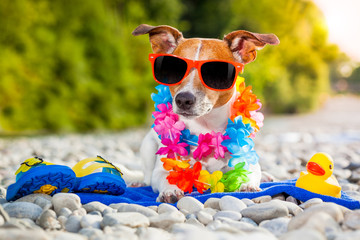 summer beach dog