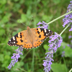 farfalla su fiore di Lavanda