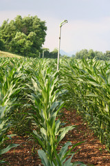 Obraz premium campo di mais in estate