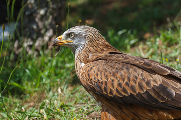 Milano Real. Milvus milvus.
