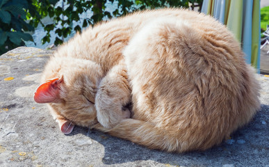 sleeping cat in sunlight