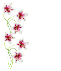 lily flowers isolated on white background
