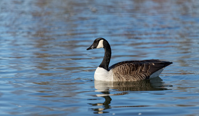 Canada goose swimming through the lake
