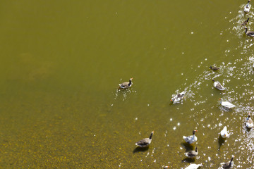 Familia de patos dándose un chapuzón en el rio Guadiana. Juegos durante el baño de un grupo de patos.
