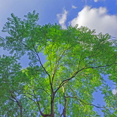 nature picture - tree in front of blue sky