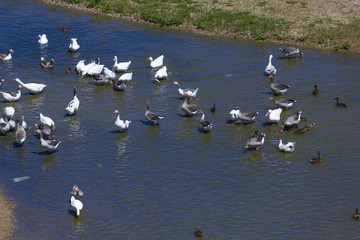 Familia de patos dándose un chapuzón en el rio Guadiana. Juegos durante el baño de un grupo de patos.