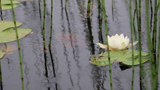Водная лилия во время дождя