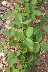 campo di soia_ campagna