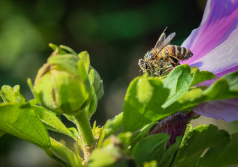 bee at flower