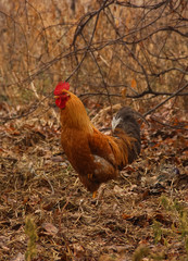 Fototapeta premium red rooster