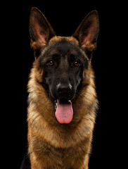 Closeup Portrait of German Shepherd on Black