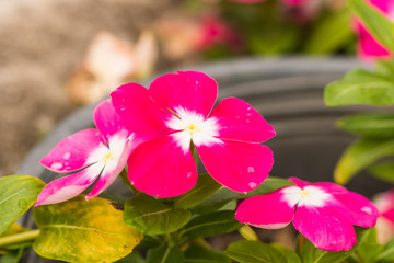 beautiful flower in garden
