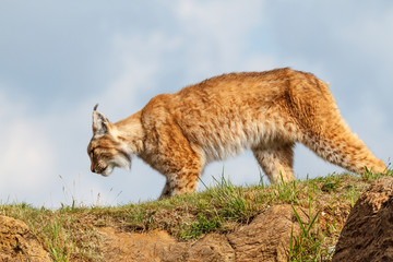 Lince Boreal. Lynx lynx.
